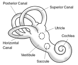 somatosensory tinnitus diagram