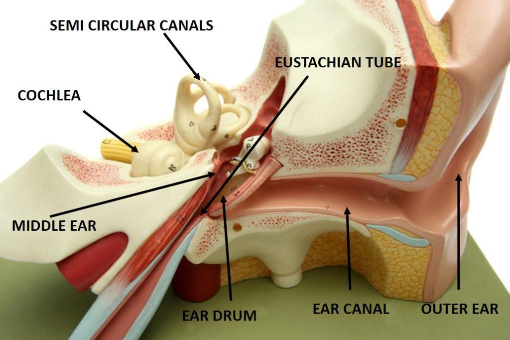fluid behind eardrum in adults